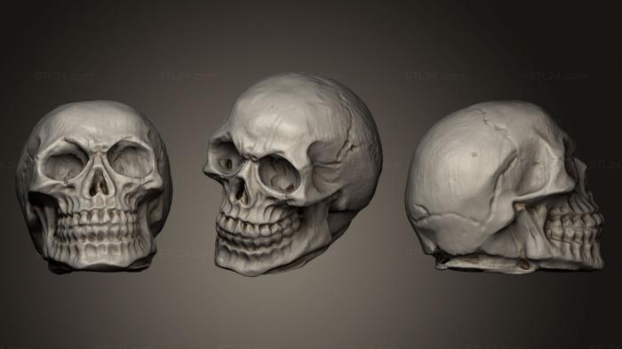 Anatomy of skeletons and skulls (Scull scan, ANTM_0180) 3D models for cnc